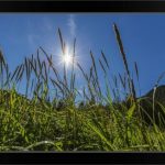 Sun shining through grass on Chichagof Black Framed Wall Art Print Photography