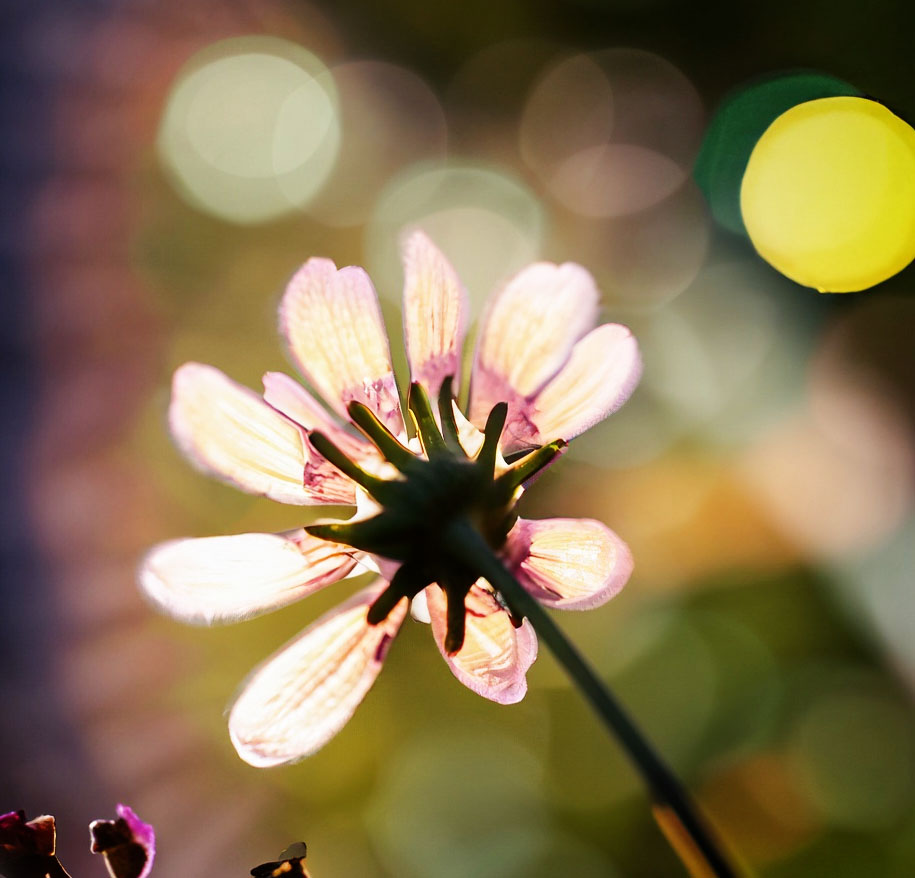 A close-up of a flower with bokeh and backlighting
